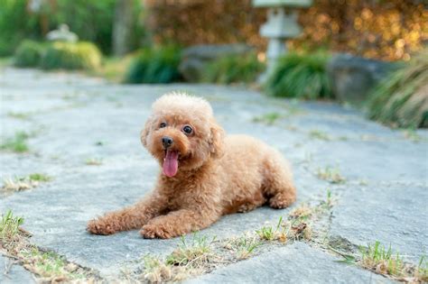 what breeds are the giant poodle from china